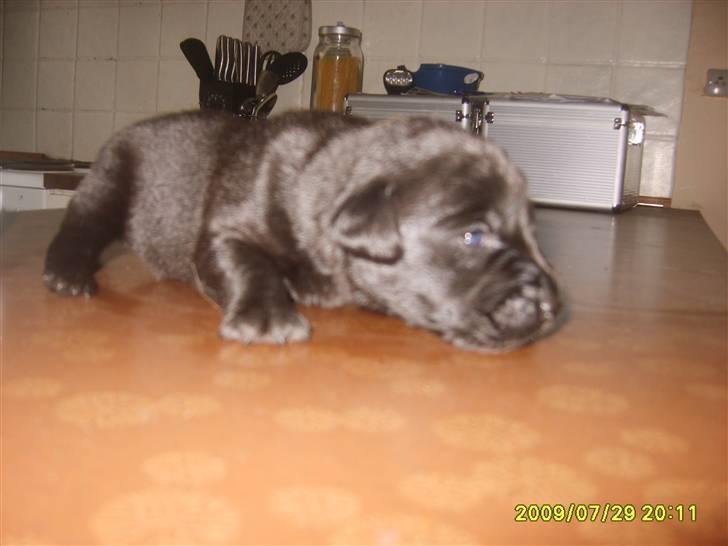 Labrador retriever Stacey, billede 7