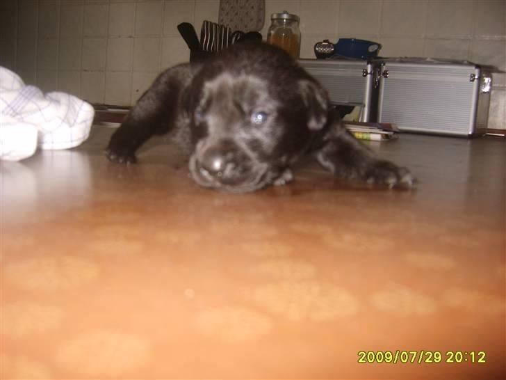 Labrador retriever Stacey, billede 8