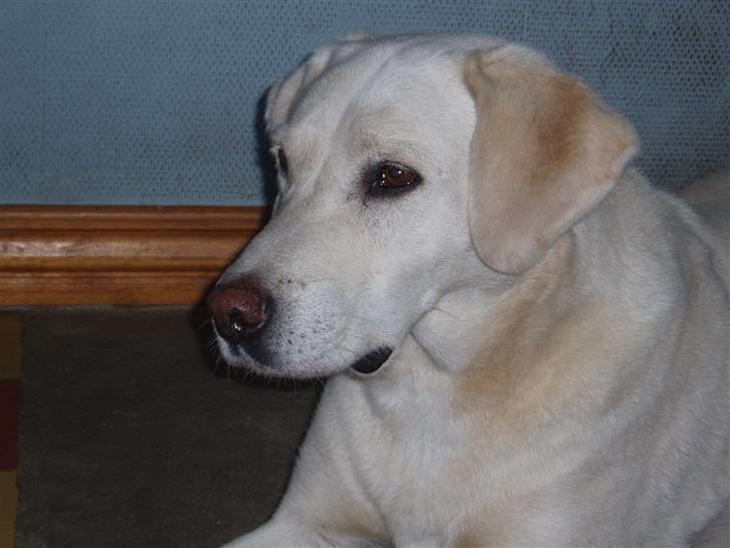 Labrador retriever obelix **DØD** billede 1