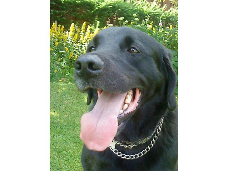 Labrador retriever Basse R.I.P - Min dejlige Bassemand billede 1