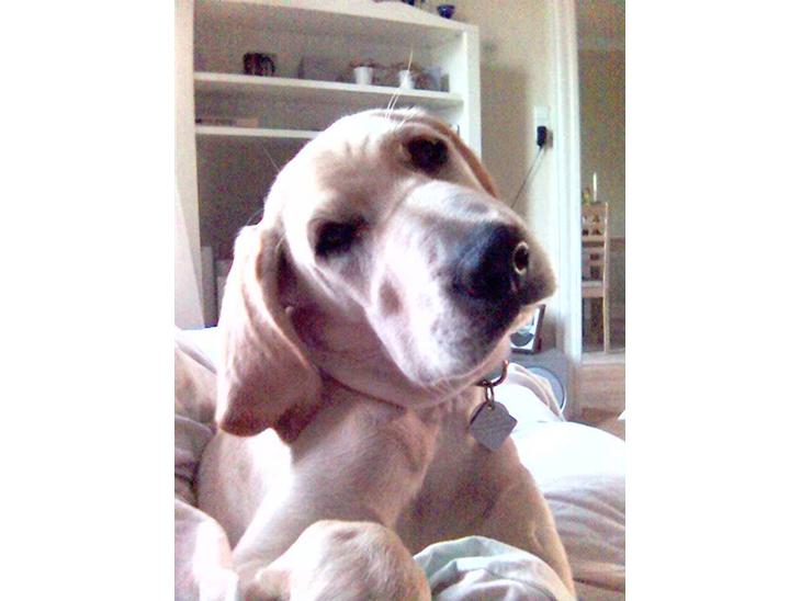 {{currentPhoto.altText}} billede {{currentPhoto.number}}