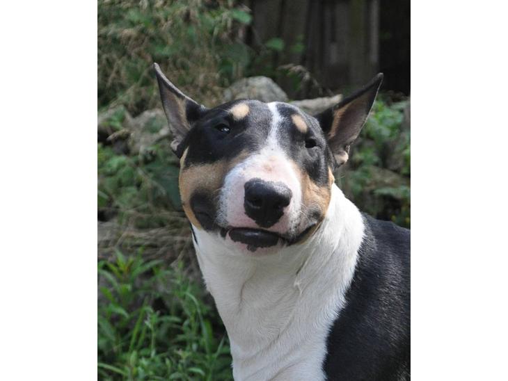 {{currentPhoto.altText}} billede {{currentPhoto.number}}