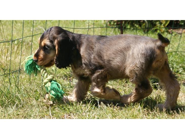 Cocker spaniel Indi (Zobel) billede 1