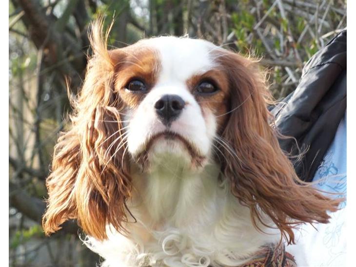 Cavalier king charles spaniel Thyholm´s Otilia - Tilde - April, Tilde 2 år klar til at flytte til Frederiksberg billede 1