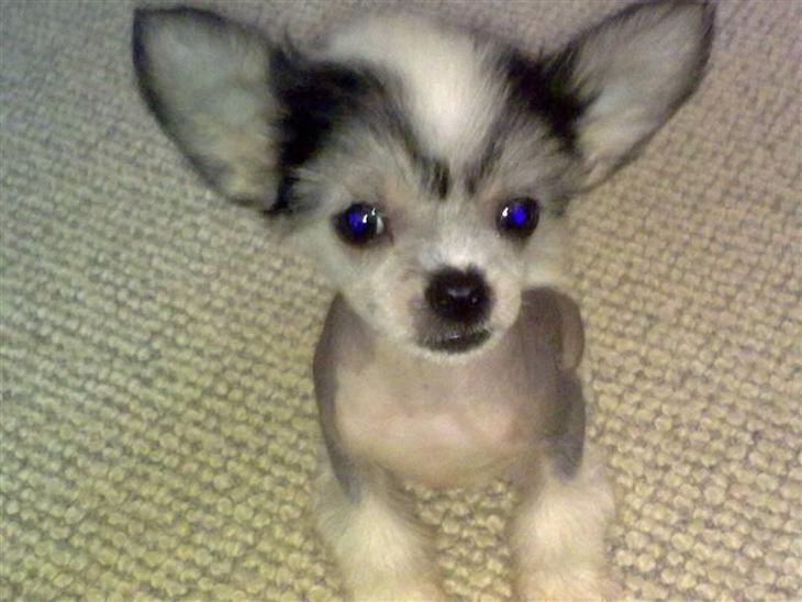 {{currentPhoto.altText}} billede {{currentPhoto.number}}