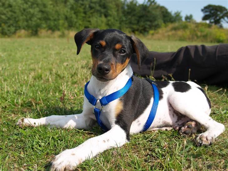 Dansk svensk gaardhund ROCKS - Rocks i naturen....  13 uger gl..... billede 1