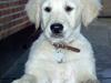 Golden retriever Luca