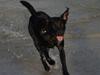 Labrador retriever Aiko