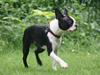Boston terrier Lilly