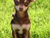 Chihuahua Mr. Muffin