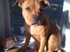 Staffordshire bull terrier Kiesha