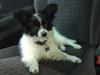 Papillon Balou *Bor Hos Veninde* [Tidl. hund]