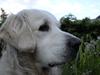 Golden retriever Lady Cinderella's Appolon