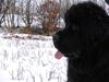 Newfoundlænder Luna