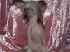 Chinese crested hårløs Dianna Cool Lady