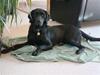 Labrador retriever Twix
