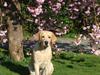 Labrador retriever Aalflaskers Jessie James