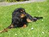 Cavalier king charles spaniel Freya