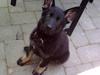 Schæferhund Kato