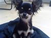 Chihuahua Fie / Fifferberg ;-)
