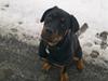 Rottweiler dakota
