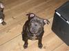 Staffordshire bull terrier Obie