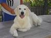 Golden retriever City of Athen