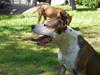 Amerikansk staffordshire terrier Tessa R.I.P