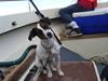 Jack russell terrier Chili