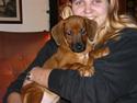 Rhodesian ridgeback laura