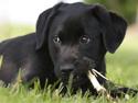 Labrador retriever Molly<3