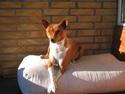 Basenji alessi