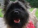 Cairn terrier Tyson