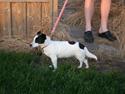 Jack russell terrier Babe