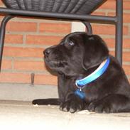 Labrador retriever Bamse
