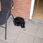 Labrador retriever Bamse