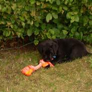 Labrador retriever Bamse