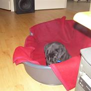 Labrador retriever Bamse