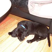 Labrador retriever Bamse