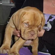 Dogue de bordeaux Møffe