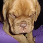 Dogue de bordeaux Møffe