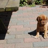 Dogue de bordeaux Møffe