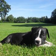 Amerikansk staffordshire terrier Chili