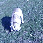 Engelsk bulldog alice