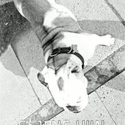 Engelsk bulldog alice