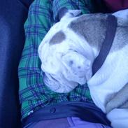 Engelsk bulldog alice