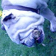 Engelsk bulldog alice