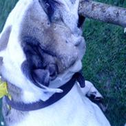 Engelsk bulldog alice