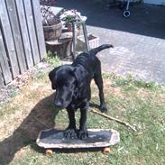 Labrador retriever buster