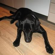 Labrador retriever buster